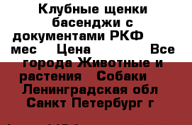 Клубные щенки басенджи с документами РКФ - 2,5 мес. › Цена ­ 20 000 - Все города Животные и растения » Собаки   . Ленинградская обл.,Санкт-Петербург г.
